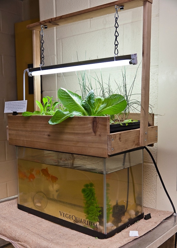 Fish Tank Aquaponics System