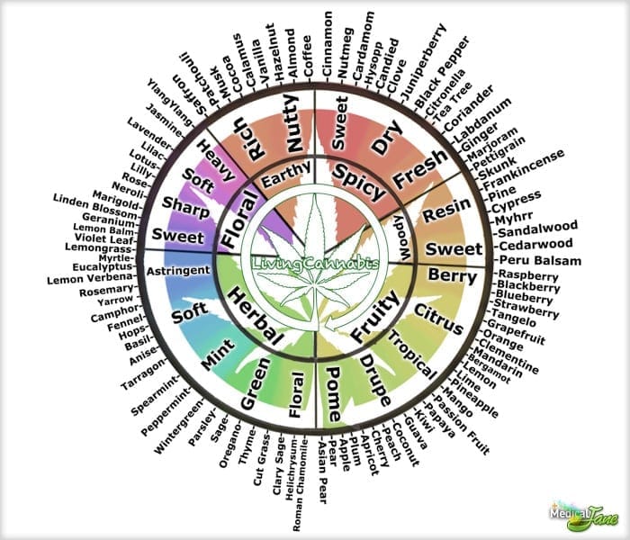 Cannabis Chemistry 101 Green CulturED