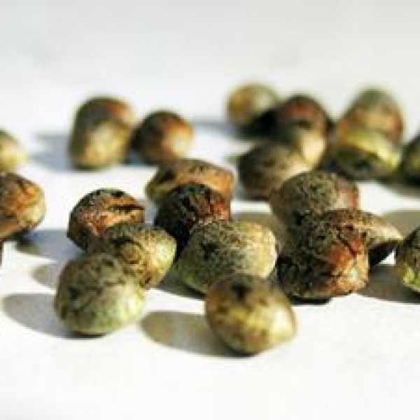 Marijuana Green CulturED Cannabis College