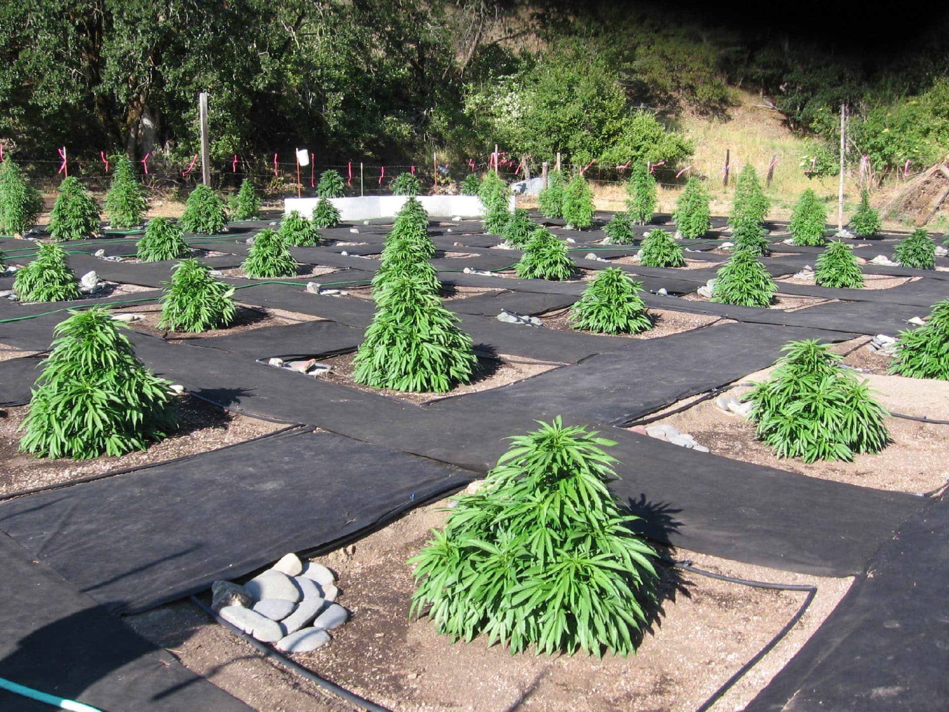 Outdoor Marijuana Garden | Green CulturED Cannabis College