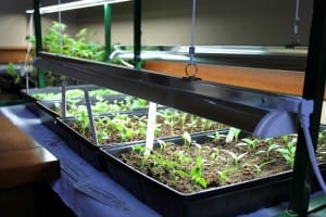 growing cannabis with t8 fluorescent lights