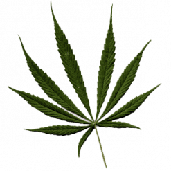 Cannabis Strains
