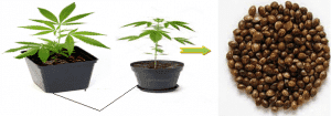 cannabis breeding