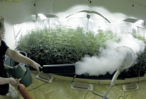 Creating Co2 For Your Indoor Grow Room Green Cultured