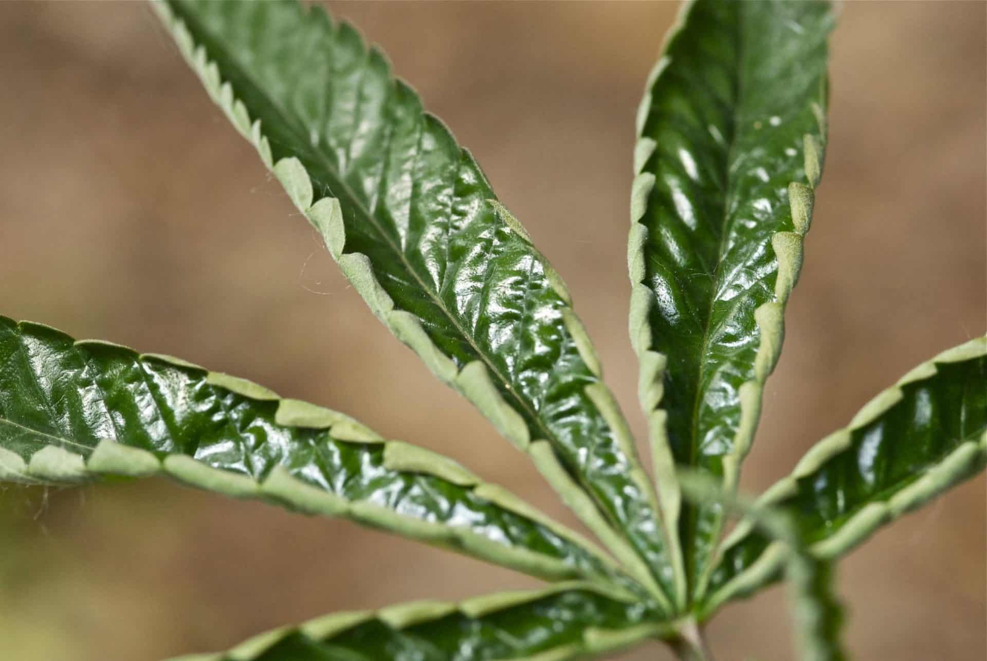 Happens? Cannabis Virus Infections Green CulturED