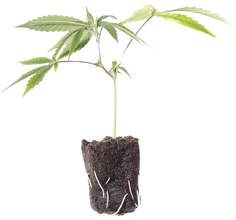 Cannabis Mother Plants