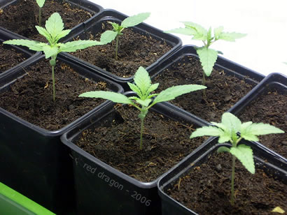 Cannabis Seeds and Seedlings Studies