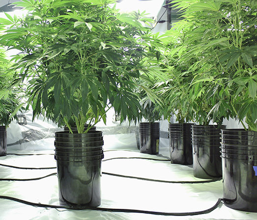 Grow Amazing Cannabis with Hydroponics