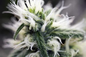 Why Cannabis Buds Form White Tips Green Cultured Elearning Solutions