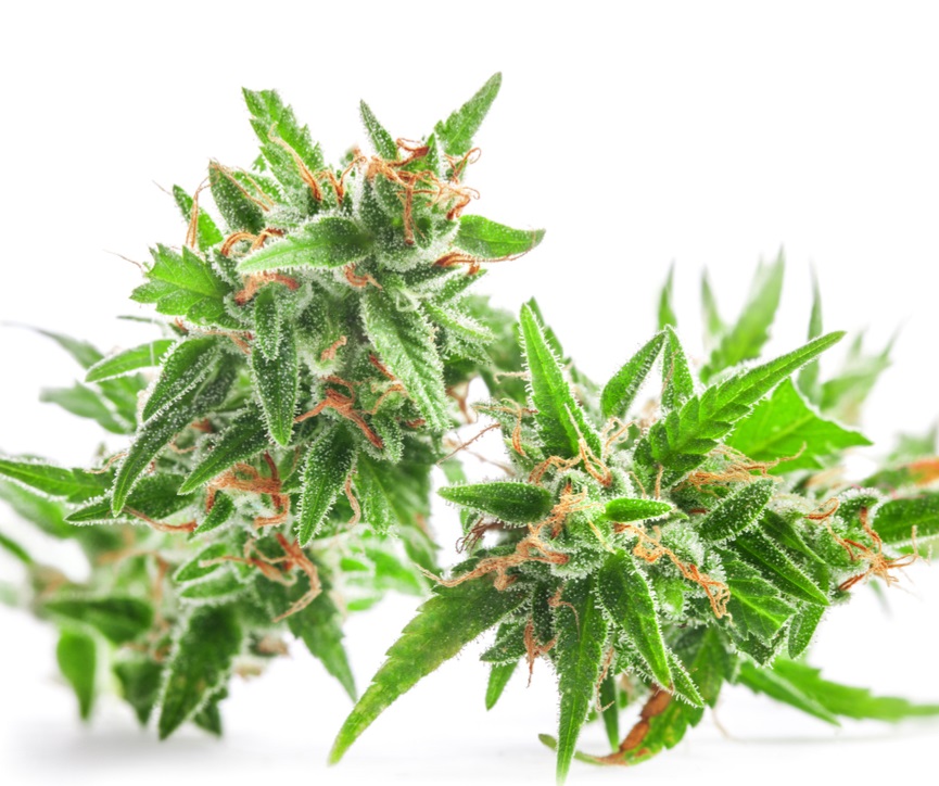 Growers Dread Trimming Cannabis Buds