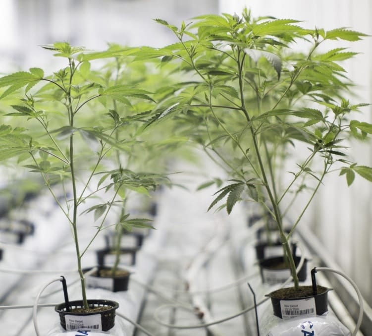 Growing Cannabis Plants Without Using Soil