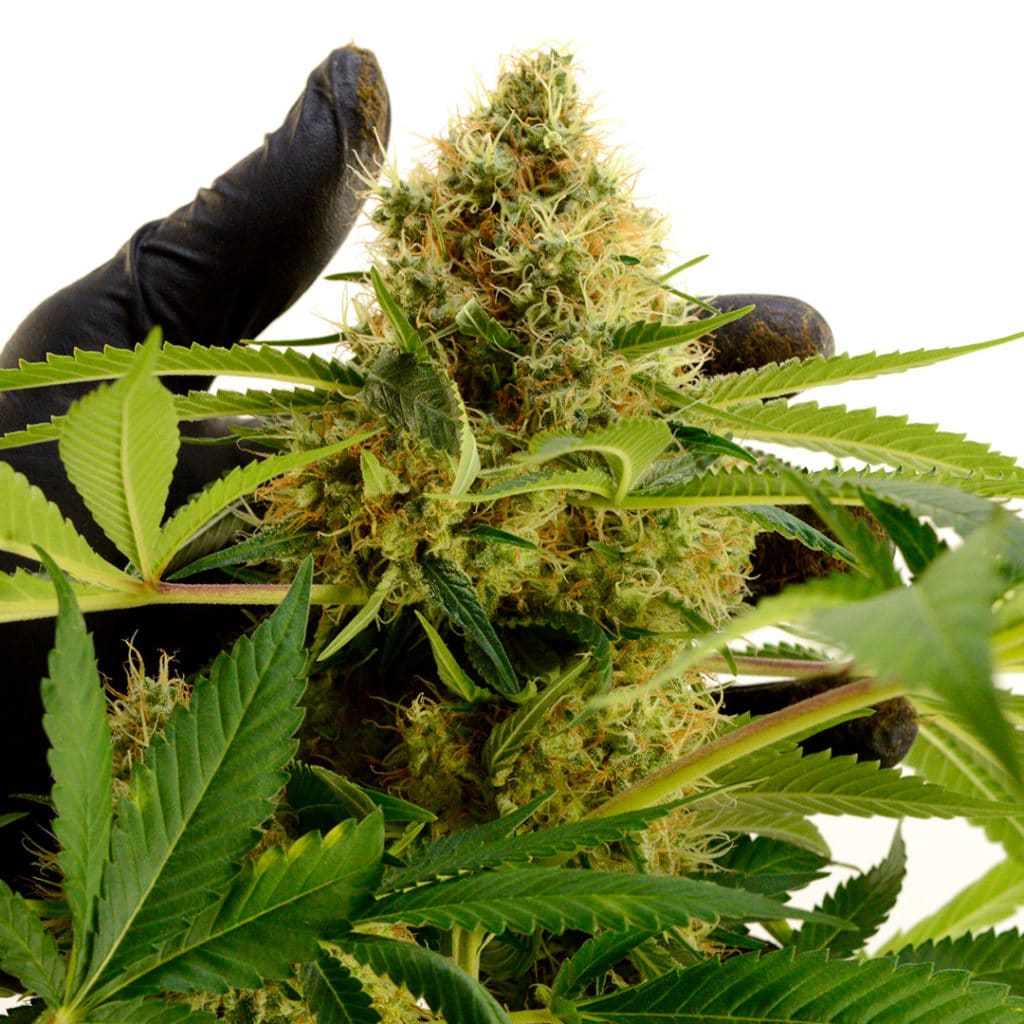 Getting To Harvest: Flowering Cannabis | Green CulturED eLearning Solutions